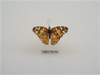 藏品(南非蝴蝶(二))的圖片